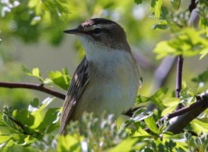 First Sedge Warbler of the year