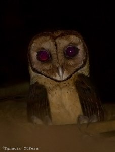 Minahassa Masked Owl
