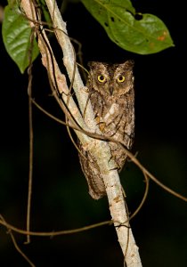 Moluccan Scops-owl