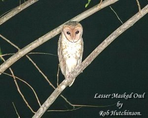 Lesser Masked Owl.."Opus & D.B."