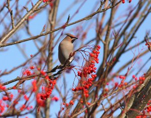 winter gem (waxwing)