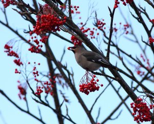dont speak with your mouth full (waxwing)