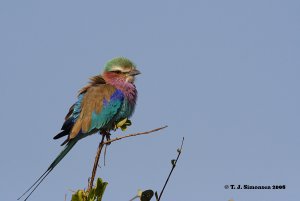 Lilac-breasted Roller