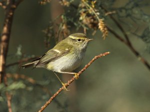 Yellow-browed Warbler