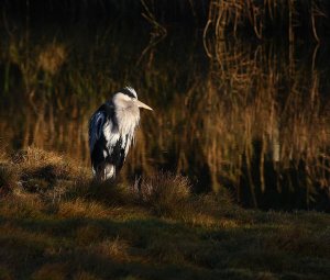 on golden pond (heron)