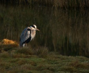dawn heron
