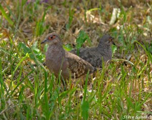 Bare Faced Ground Dove