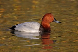 Pochard