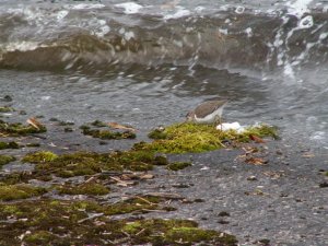 spotted sandpiper