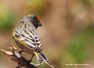 Red  fronted serin