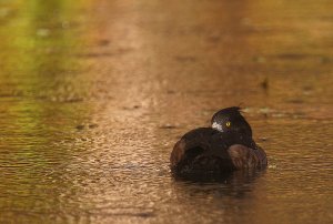 Tufted Duck