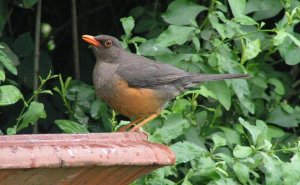 Mountain Thrush