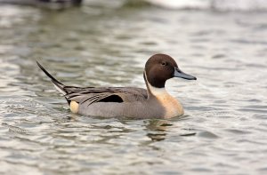 Pintail