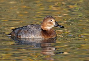 Pochard (female)