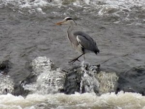 Grey Heron on the Garnock 2