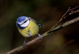 Blue Tit