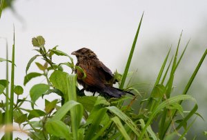 Juvenile Lesser Coucal