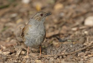 Dunnock