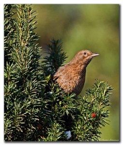 Curious blackbird female