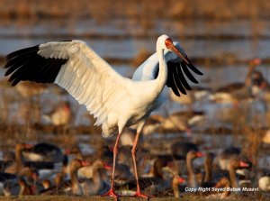 Siberian white crane ( Iran )