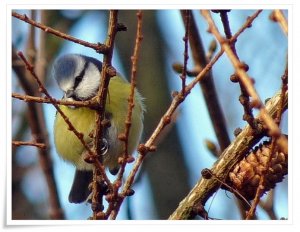 Blue Tit