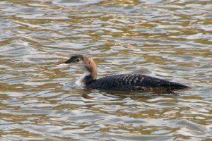 Great Northern Diver