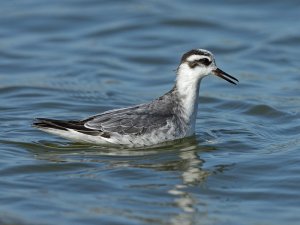 Red Phalarope