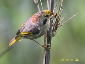 Gold-fronted Fulvetta