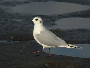 Saunder's Gull