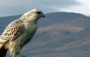 Gyr Falcon (White Phase)