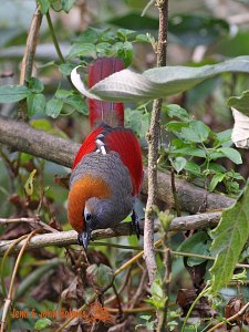 Red-tailed Laughingthrush