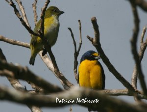 Yellow-throated Euphonia pair