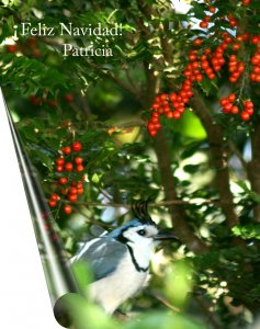 Christmas in the tropics!