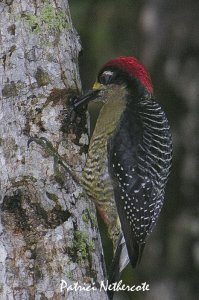 Black-cheeked woodpecker