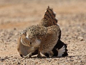 Houbara Bustard