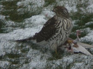 Hawk feeding - Digiscoped