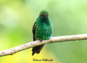 Canivet's emerald Hummingbird
