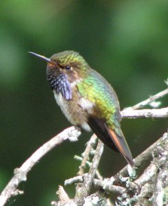 Volcano Hummingbird