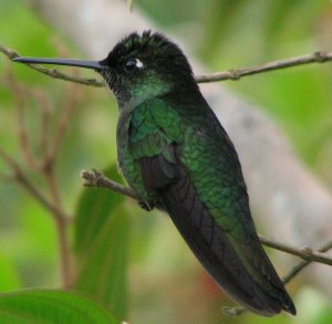 Magnificant Hummingbird