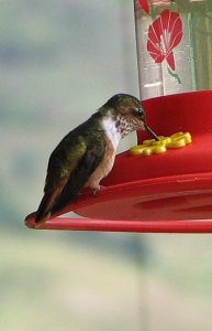 Scintillant Hummingbird