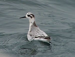 Grey Phalarope