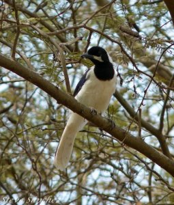 White Tailed Jay