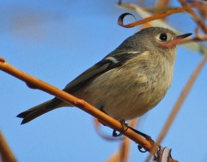 Ruby-crowned Kinglet