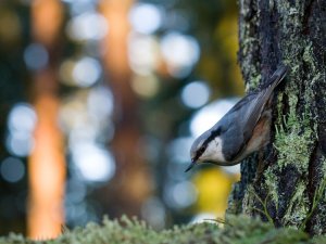 Nuthatch