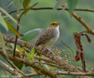 Yellow Browed Sparrow