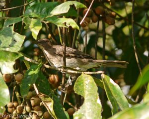 Black Billed Thrush