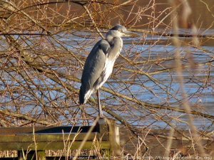 Grey Heron at Eglinton loch