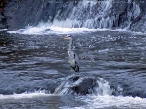 Grey Heron at Salmon hole, river Garnock