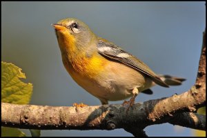 Northern Parula