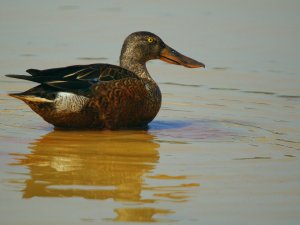 Northern Shoveler